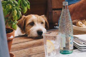 Yorkshire Terrier beside the table