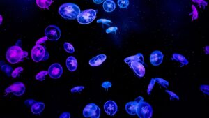 blue jellyfish in water during daytime