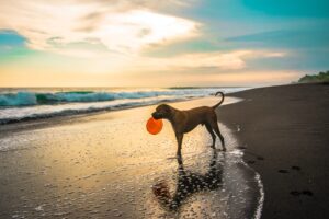 dog with orange ball in seashore